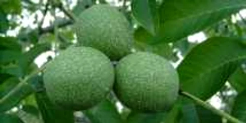 Suprafeţele cultivate cu nuci ar putea creşte până la 1.000 de hectare