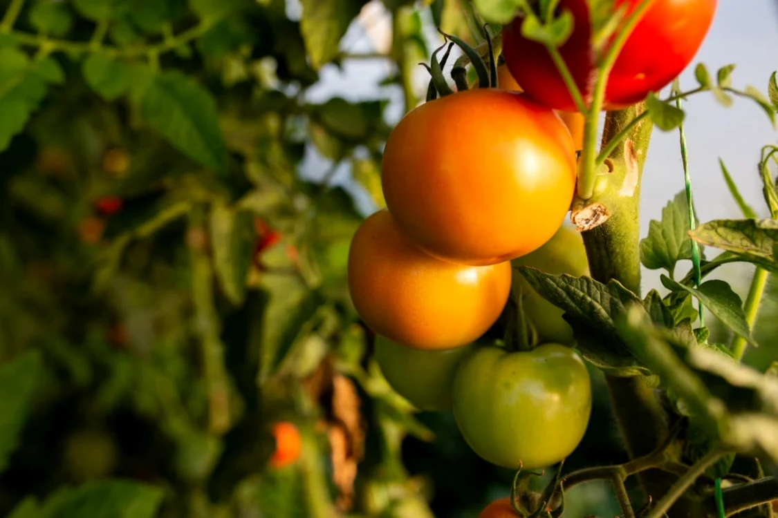 Roşiile cresc mai bine şi sunt mai gustoase dacă li se pune muzică, arată unele studii. FOTO Colina Farms
