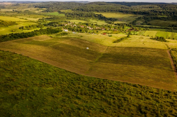 Cea mai mare plantaţie de aronia din România se află în judeţul Timiş