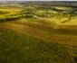 Cea mai mare plantaţie de aronia din România se află în judeţul Timiş