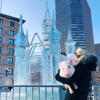 2 christopher the pig 1 jpg jpeg