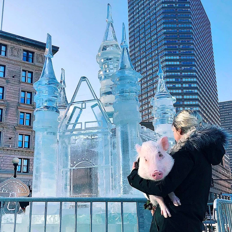 2 christopher the pig 1 jpg jpeg