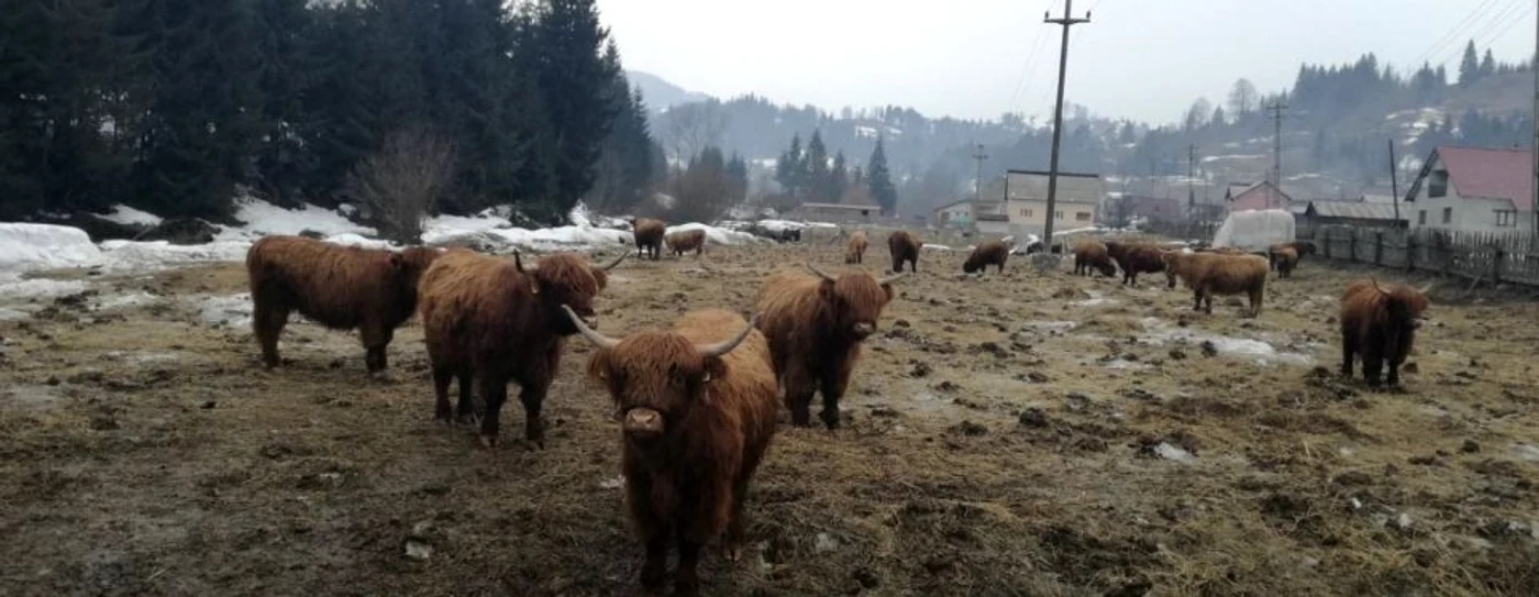 „Grajdul” celor peste 20 de capete este o grădină de la marginea drumului naţional care duce spre Maramureş FOTO: Gavrilă-Sara Bianca