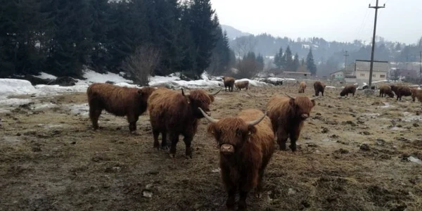 vaci highland scotian bistrita  3
