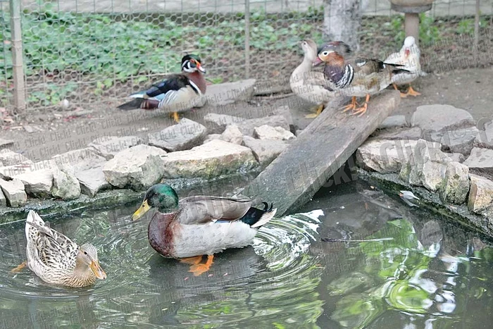 Păunii sunt vedetele grădinii zoologice din Comuna Roşu (Fotografii: Dorin Constanda / Sever Gheorghe)