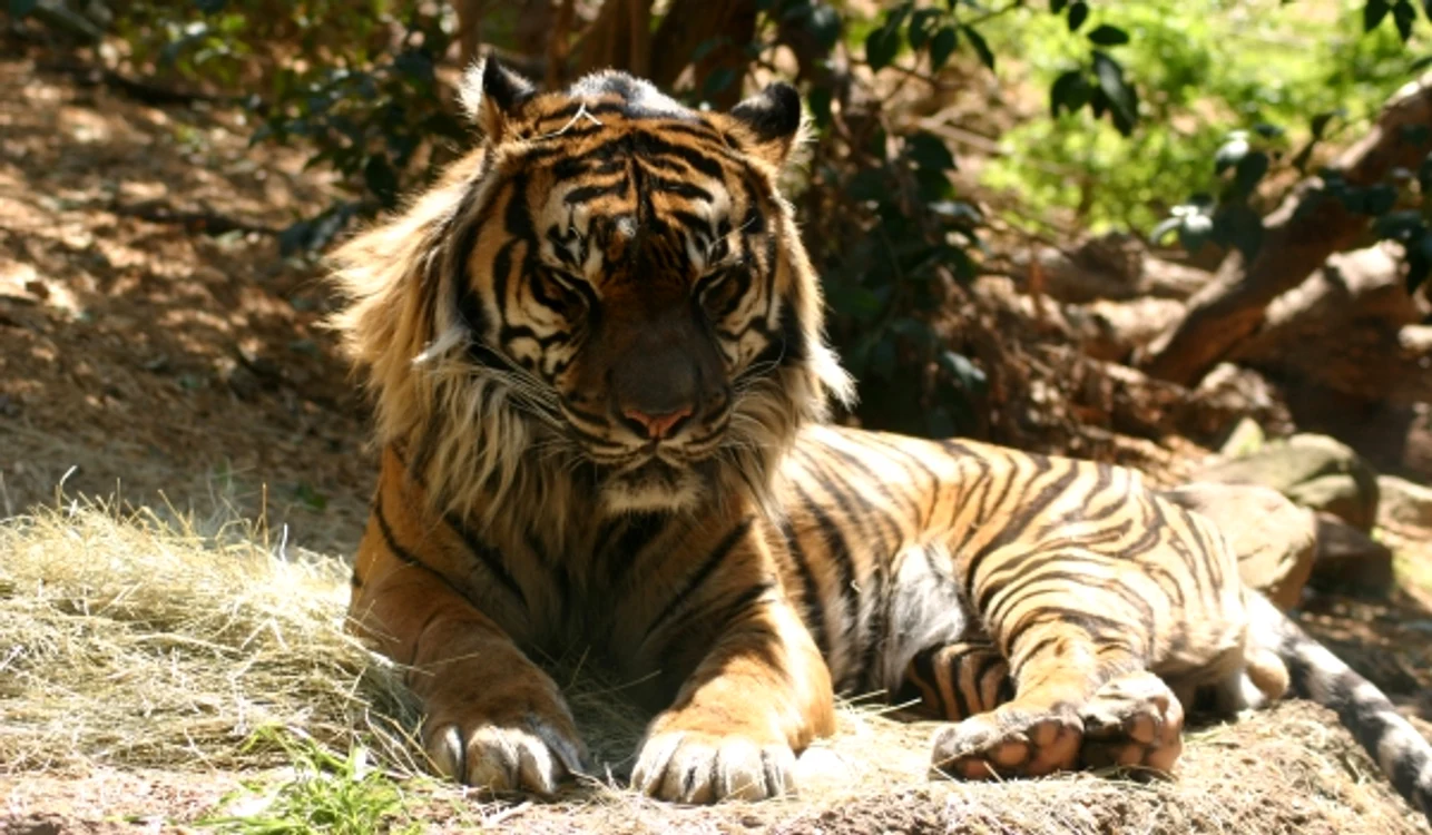 Animalul suferea de cancer la plămâni