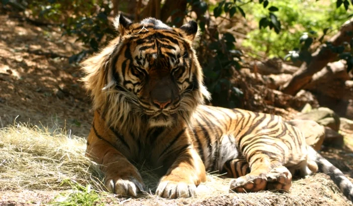 
    Animalul suferea de cancer la plămâni  