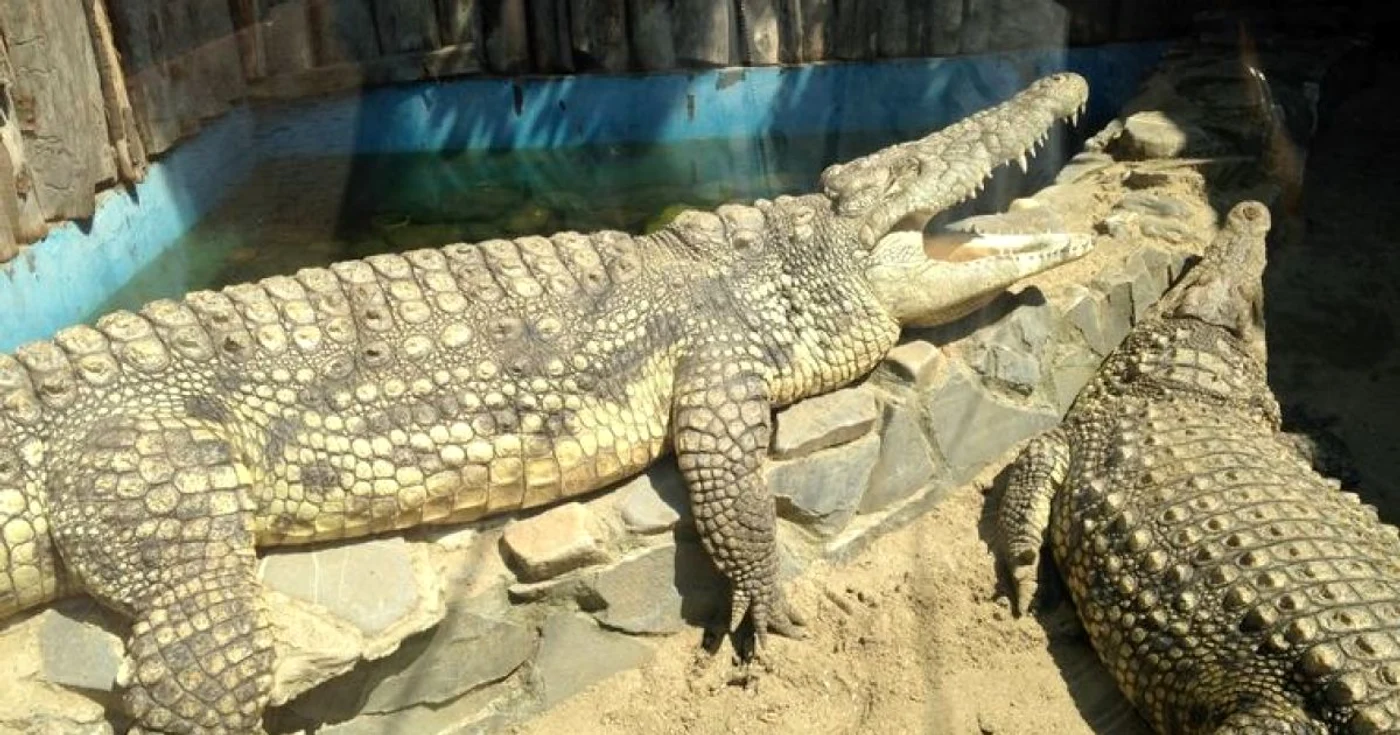 Un crocodil a fost împuşcat mortal după ce a atacat o îngrijitoare FOTO Metropotam