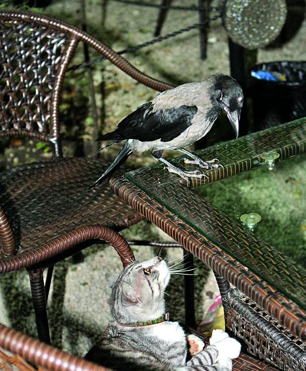 Ra şi motanul Oscar sunt prieteni “la cataramă”