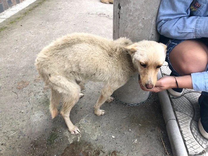 Câini chinuiţi în curtea mănăstirii Năvodari