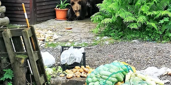Doi urşi care au putut fi alungaţ au fot tranchilizaţi şi duşi în pădure foto news ro