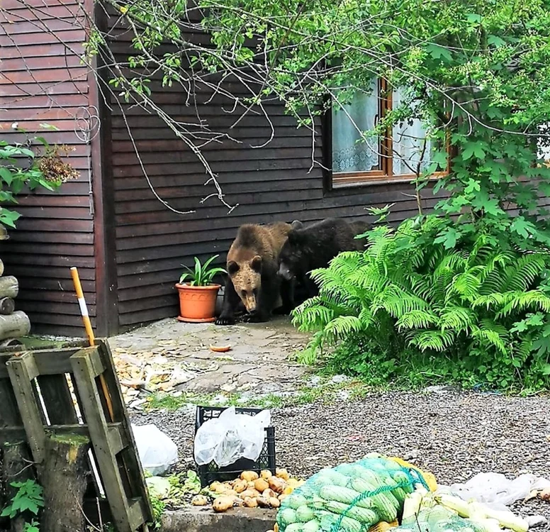 Echipa de Intervenţie Rapidă Specializată a rămas acolo pentru monitorizarea urşilor, aceştia trezindu-se din tranchilizare şi îndepărtându-se în pădure. Foto: Arhivă