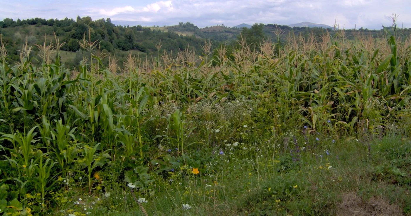 Arhivă