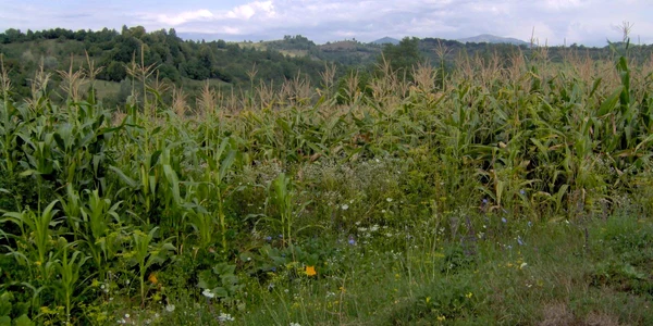 Arhivă