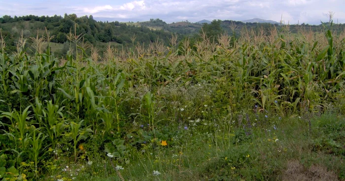 Arhivă