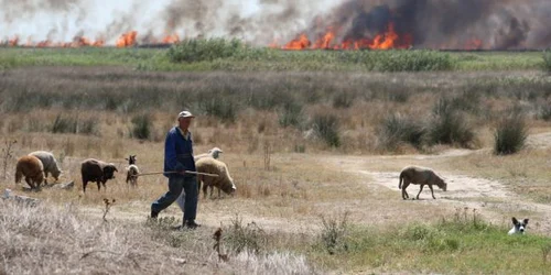 În fiecare an izbucnesc incendii în Delta Dunării