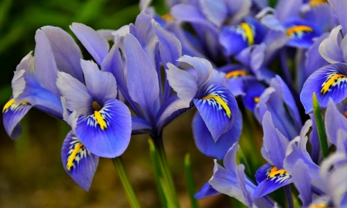 floare iris albastra jpg