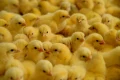 pui de gaina shutterstock webp