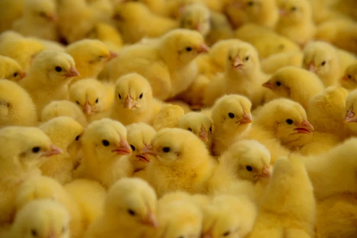 Pui de găină / FOTO: Shutterstock