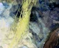 landsat 5