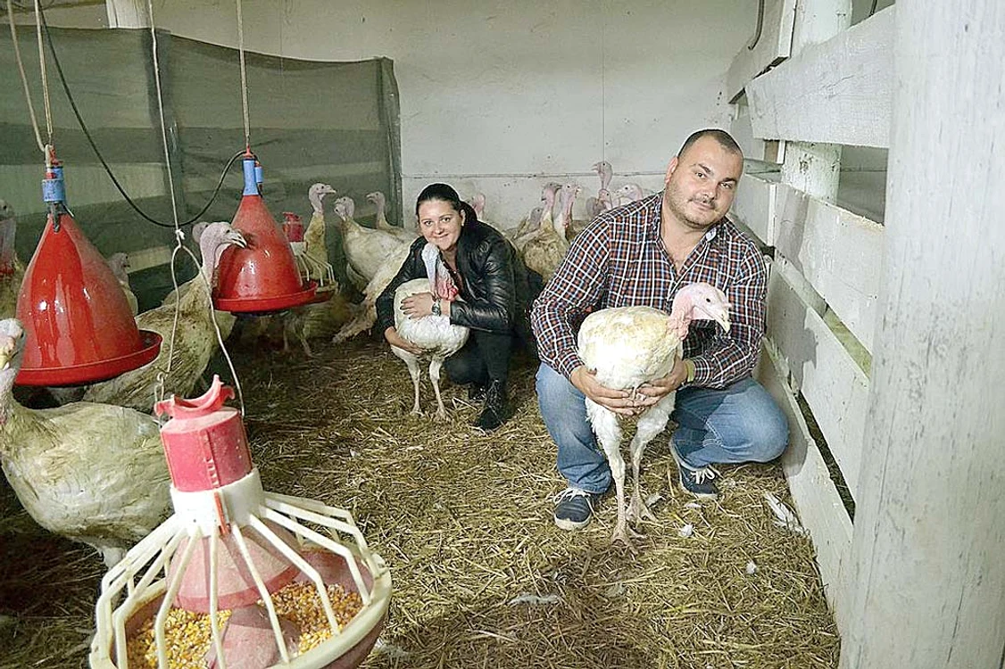 Prețul în viu al porcului de Mangaliţa este de 10-15 lei/kg
