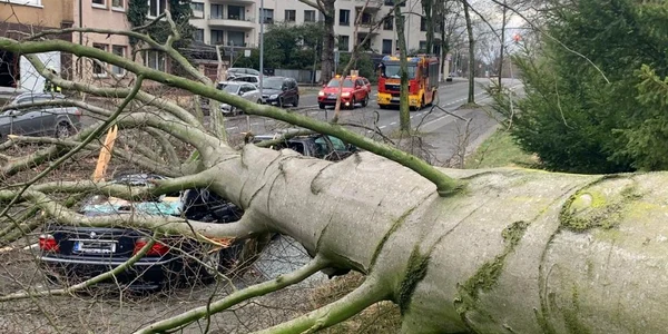 Masina distrusa de un copac cazut la pamant in vestul Germaniei FOTO Twitter @FW_Bochum