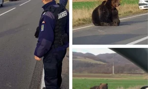 Animalul a fost lăsat să agonizeze la marginea drumului 18 ore  jpeg