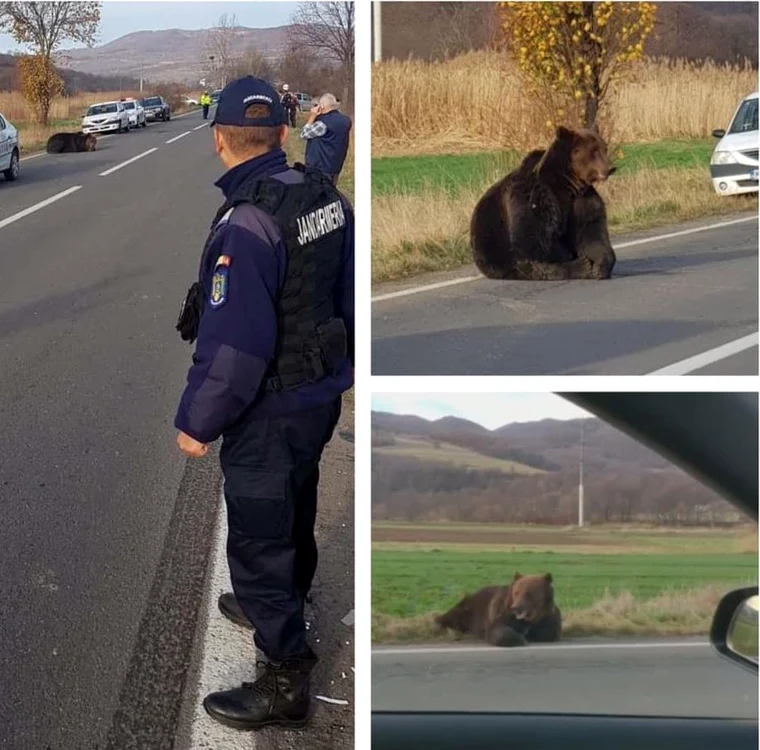 Animalul a fost lăsat să agonizeze la marginea drumului 18 ore 