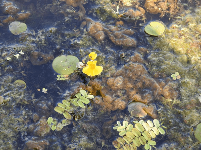 Plantele carnivore din Delta Dunării: floarea care absoarbe prada și o digeră în câteva minute 