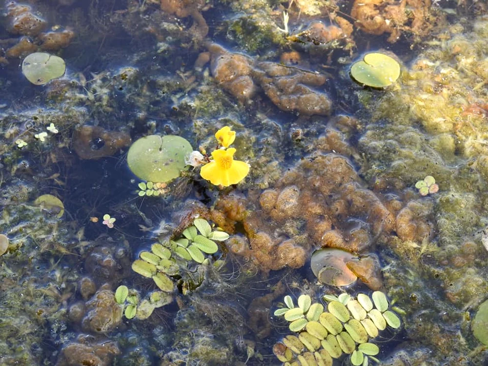 Otrăţelul de baltă FOTO www.plantecarnivoredinromania