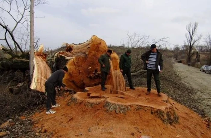 Diametrul copacilor era la bază de 2 metri şi jumătate.FOTO: Garda Forestieră