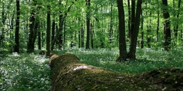 Bărbatul muncea la o societate forestieră