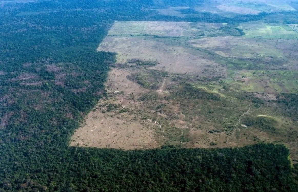 Defrisari in Padurea Amazoniana FOTO AFP