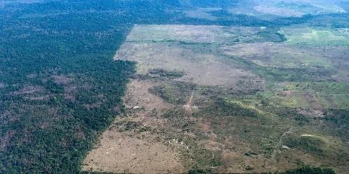 Defrisari in Padurea Amazoniana FOTO AFP