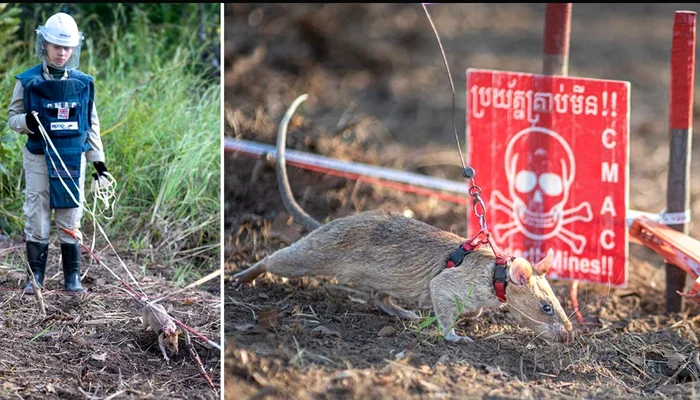 Șobolanii sunt antrenați să detecteze substanțele explozibile (foto: Guinness World Records/APOPO)