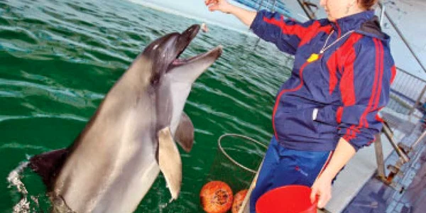 VIDEO Delfinariul caută înlocuitor pentru vedeta Mark