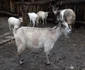 capre cu mai multe coarne la mehedinti FOTO Corina Macavei