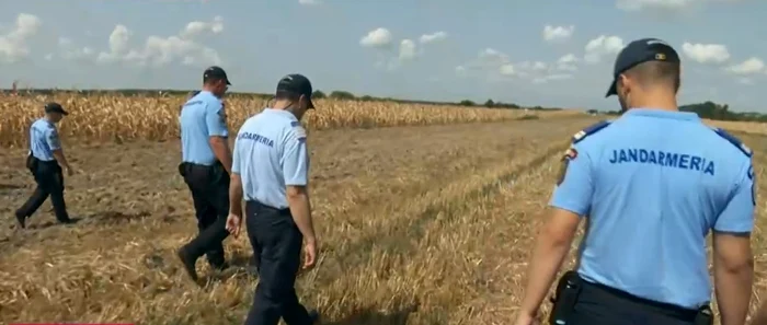 Jandarmii caută probe pe câmpurile din Crevedia. FOTO captură Digi24