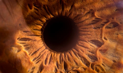 ochi   pupile   shutterstock 709701601 jpg