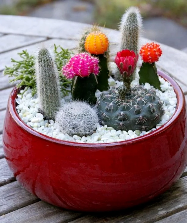 f34de0f13554d669325ee479deb3e105  mini cactus garden outdoor cactus garden jpg jpeg