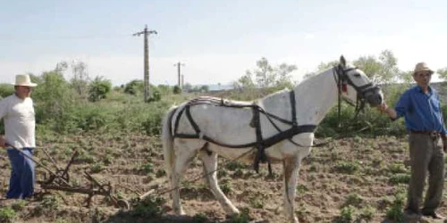 2009, un an catastrofal pentru agricultură