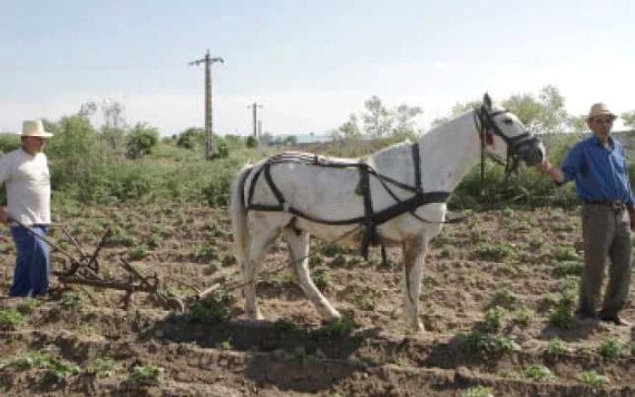 2009, un an catastrofal pentru agricultură