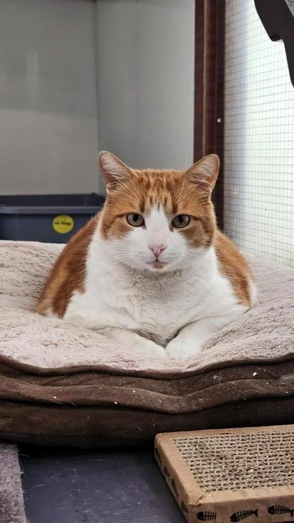 Leo este un motan foarte prietenos (Foto: Profimedia)