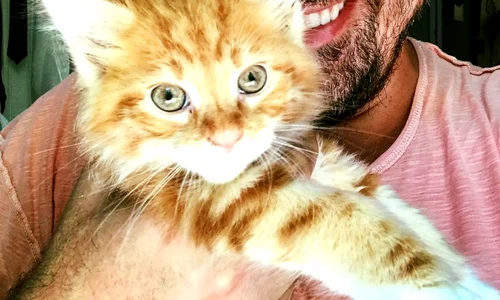 Horia Brenciu vlog pisic jpeg