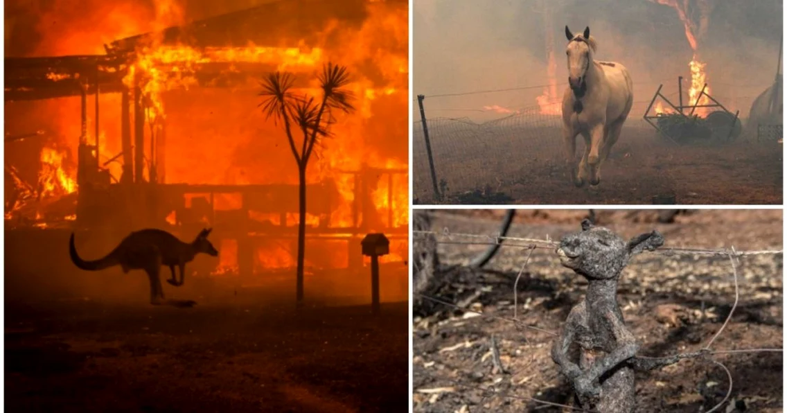 Imagini sfâşietoare cu animalele captive în incendiile devastatoare din Australia 