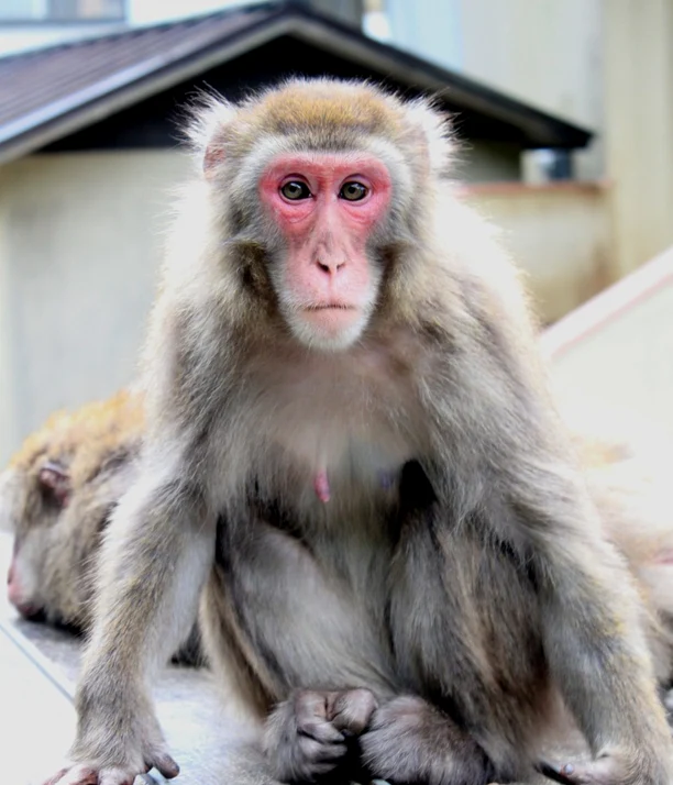 Maimuță din specia rhesus (MACAC)