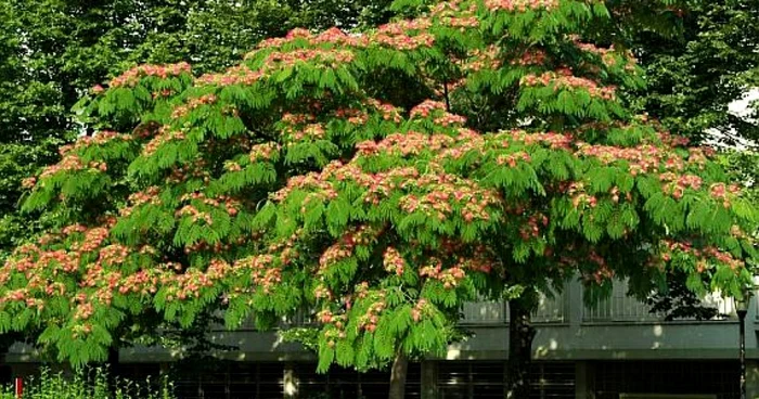 arbori ornamentali cu crestere rapida