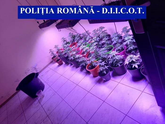 Poliţiştii au găsit inclusiv o cultură de cannabis de unde se aproviziona reţeaua de traficanţi FOTO DIICOT