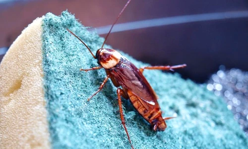 1 shutterstock 1322188688 jpg jpeg