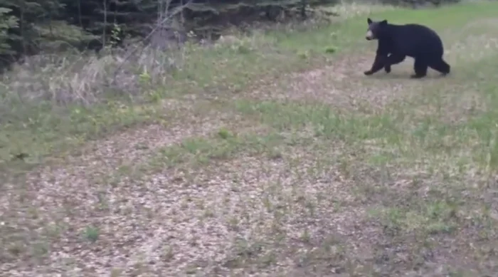 Întâlnire periculoasă cu un urs negru